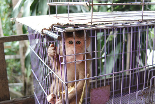 A stump-tailed macaque on display at a restaurant in Luang Prabang. 